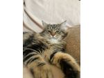 Gatto Siberiano per accoppiamento