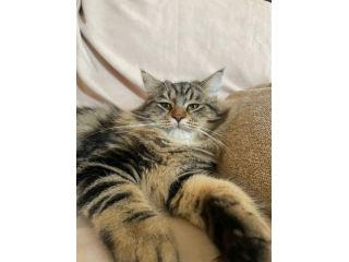 Gatto Siberiano per accoppiamento