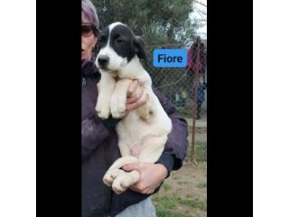 CUCCIOLI IN ADOZIONE