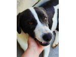 CANE IN ADOZIONE: MARILU', taglia media