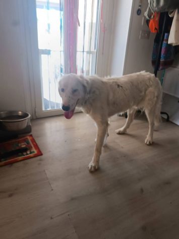 Neve setter  adozione cane sordo - Foto 4