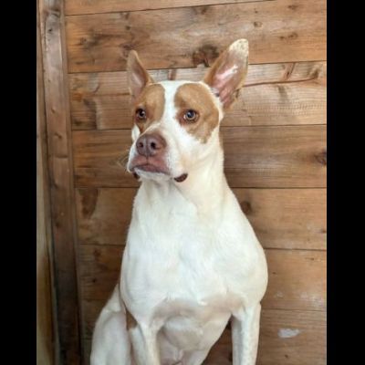 ELIO UN'OCCASIONE PER VIVERE, CANE IN ADOZIONE - Foto 5