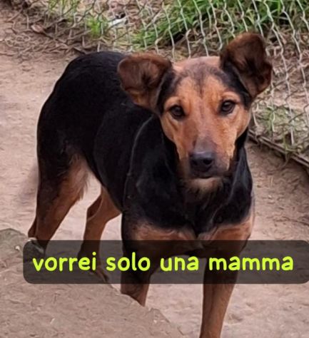 DORIS 3 ANNI TAGLIA MEDIA IN CANILE