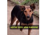 DORIS 3 ANNI TAGLIA MEDIA IN CANILE