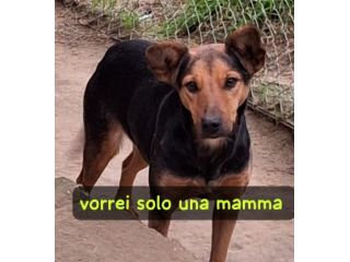DORIS 3 ANNI TAGLIA MEDIA IN CANILE