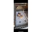 Cucciolo di chihuahua