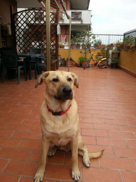REX, cucciolone affettuoso - Foto 3