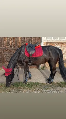 Pensione cavalli e lezioni d'equitazione - Foto 4