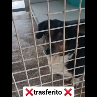 Dado bassotto in adozione - Foto 7