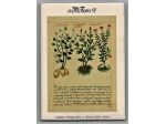 EUROFLORA 91+8 Cartoline con custodia