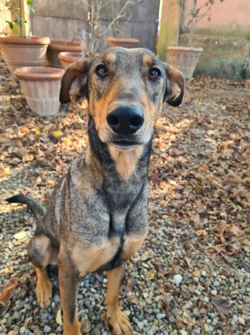 ARTU', magnifico mix DOBERMANN - Foto 6
