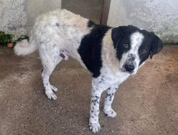 GIOBBE CAGNOLINO IN ADOZIONE - Foto 2