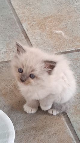 🐾Gattini di razza siberiana ipoallergenici🐾 - Foto 5