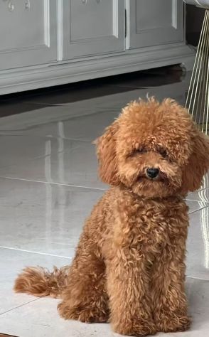Cuccioli di barboncini Toy red - Foto 2