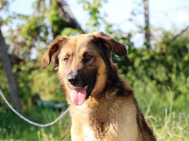 ZAGOR, stupendo mix Pastore Tedesco - Foto 5