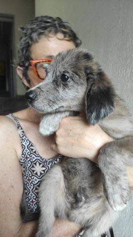 Raffaello cucciolo mix pastore australiano - Foto 3