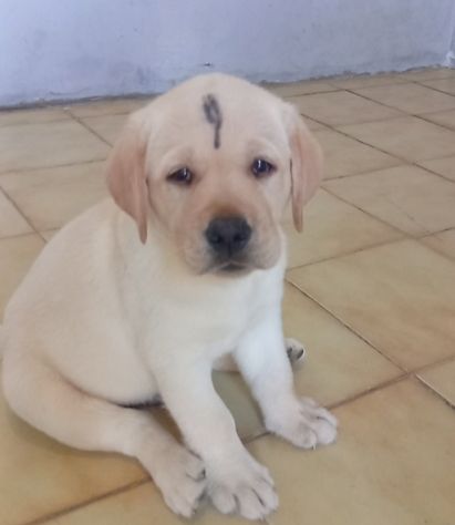 Labrador retriever Cuccioli con pedigree - Foto 5