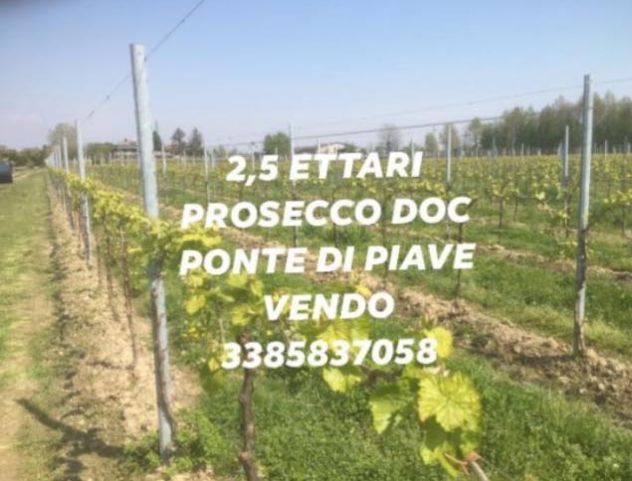 VIGNETI DI PROSECCO IN VENDITA - Foto 2