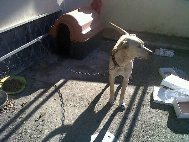 ARGO, socievole cagnolino - Foto 2