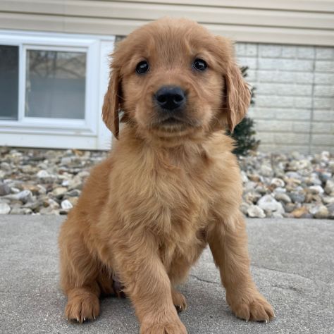 Cuccioli di Golden Retriever - Foto 3