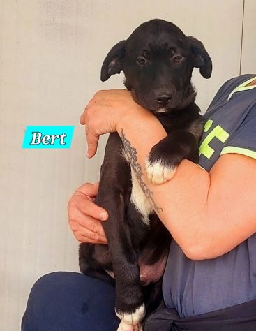 CUCCIOLI IN ADOZIONE