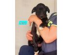 CUCCIOLI IN ADOZIONE