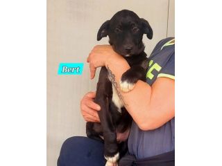 CUCCIOLI IN ADOZIONE