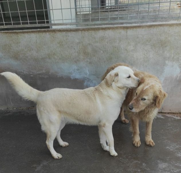 Cagnolina da adottare - Foto 8