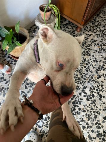 Pitbull adulta mollata 4anni fa,1occhio cieco, rinata,BUONISSIMA!CREMONA - Foto 4