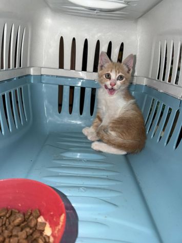 Gattino, età circa 50 giorni cerca casa