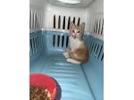 Gattino, età circa 50 giorni cerca casa