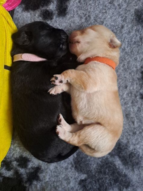 Cuccioli di Labrador Retriever - Foto 6