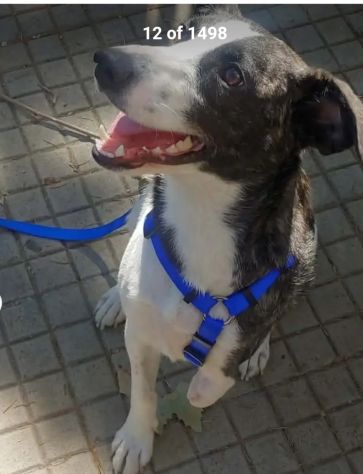 Femmina TRIPODE 3ANNI URGENTE STALLO/ADOZIONE !NUORO