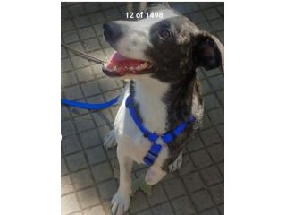 Femmina TRIPODE 3ANNI URGENTE STALLO/ADOZIONE !NUORO