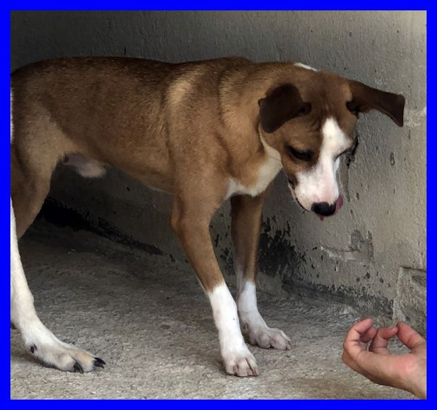 ALFONSO,SPLENDIDO SOLO IN CANILE CERCA CASA - Foto 4