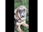 JOHNNY LA DOLCEZZA, CUCCIOLO IN ADOZIONE