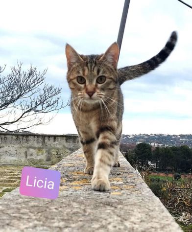 Licia bellissima tigrotta d 6 mesi - Foto 8
