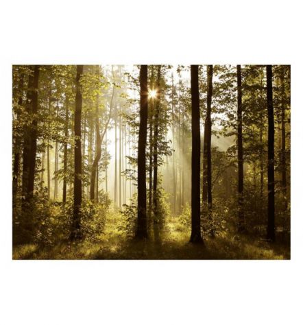 Fotomurale Adesivo In Una Foresta Verdeggiante Arredalacasa - Foto 2