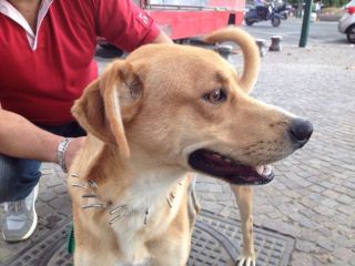 LONELY, gioioso cagnolino