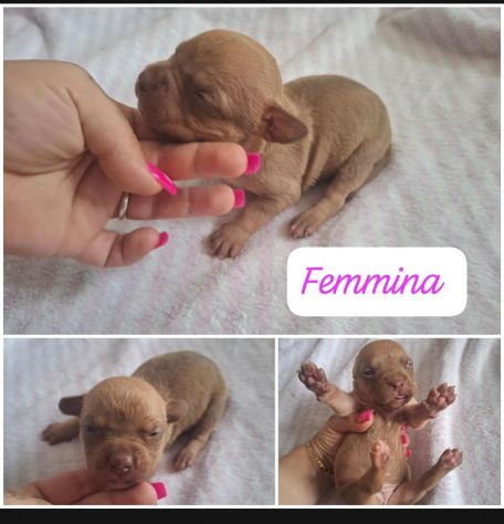 Meravigliosi cuccioli di Pitbull - Foto 2