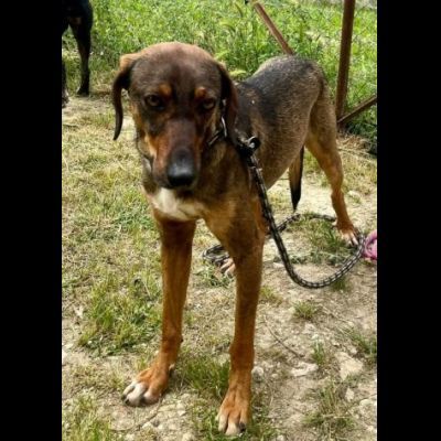 MELAMPO, TIMIDO E REMISSIVO, CAGNOLINO DA ADOTTARE - Foto 5