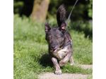 FLASH, 6 ANNI, TAGLIA MEDIO PICCOLA, RINCHIUSO DA TUTTA LA VITA IN CANILE
