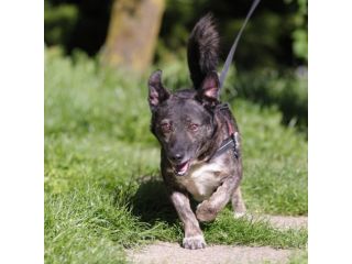 FLASH, 6 ANNI, TAGLIA MEDIO PICCOLA, RINCHIUSO DA TUTTA LA VITA IN CANILE