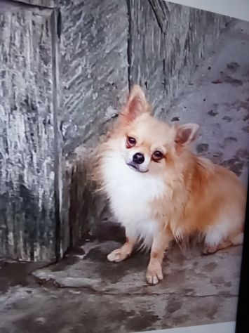 Vendo chihuahua maschio con pedigree Enci