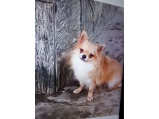 Vendo chihuahua maschio con pedigree Enci