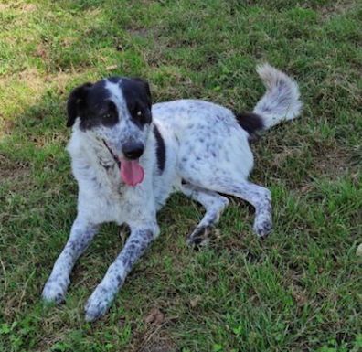 ESCAPE DOLCE E DISCRETO: CANE IN ADOZIONE TG MEDIA - Foto 10