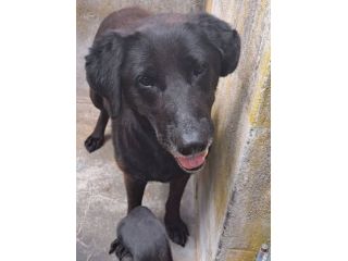 Ciccia simil Labrador