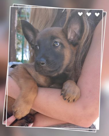 Cuccioli Pastore Belga Malinois Reggio Calabria Cosenza Catanzaro Crotone - Foto 3