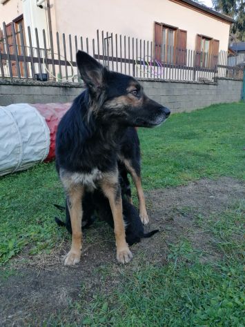 Joy bellissima lupetta a pelo lungo - Foto 4