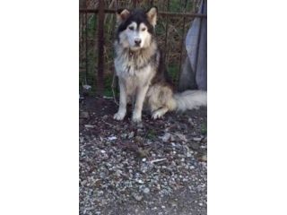 LUNA E DIEGO, splendidi husky